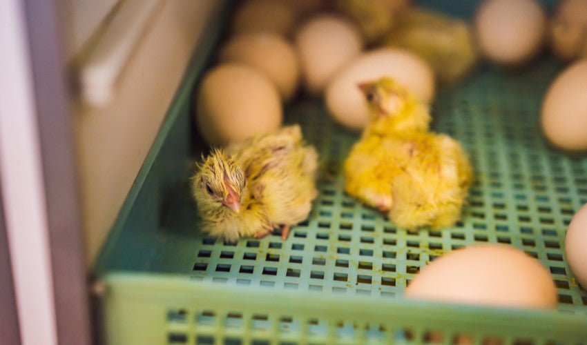 From Egg to Chick: A Home Hatchery Guide and 30-Day Journey