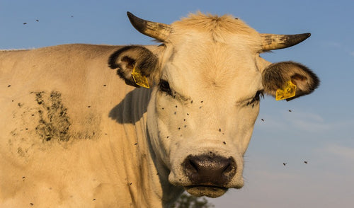 Tips On Fly Control For Your Cattle