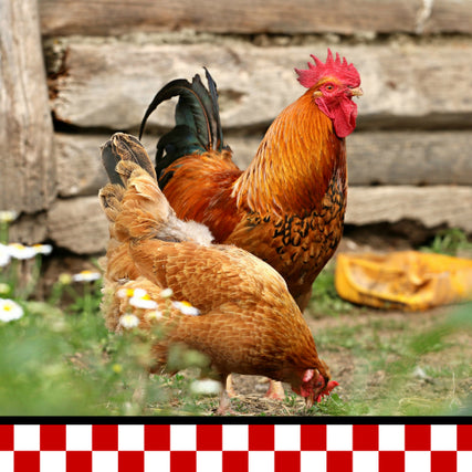 Poultry Feed & SuppliesPoultry