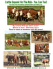 P H White Cow Life Cattle Rub Feeders & Plans (10')